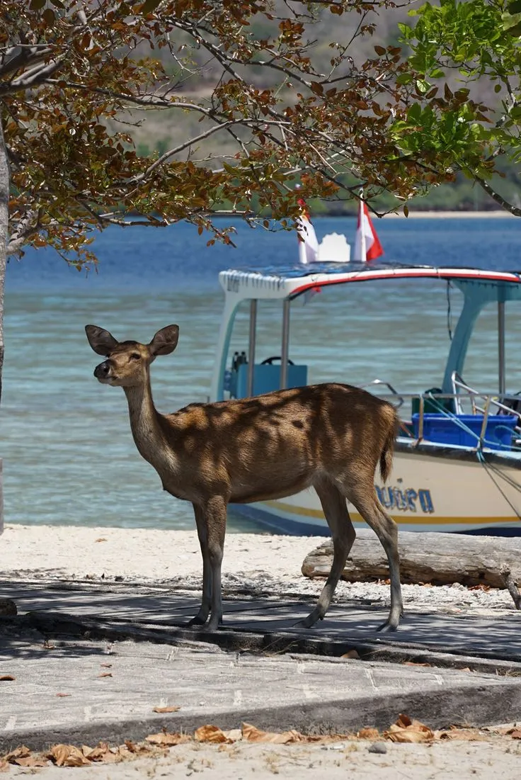 Rusa berdiri di pantai dekat perahu wisata